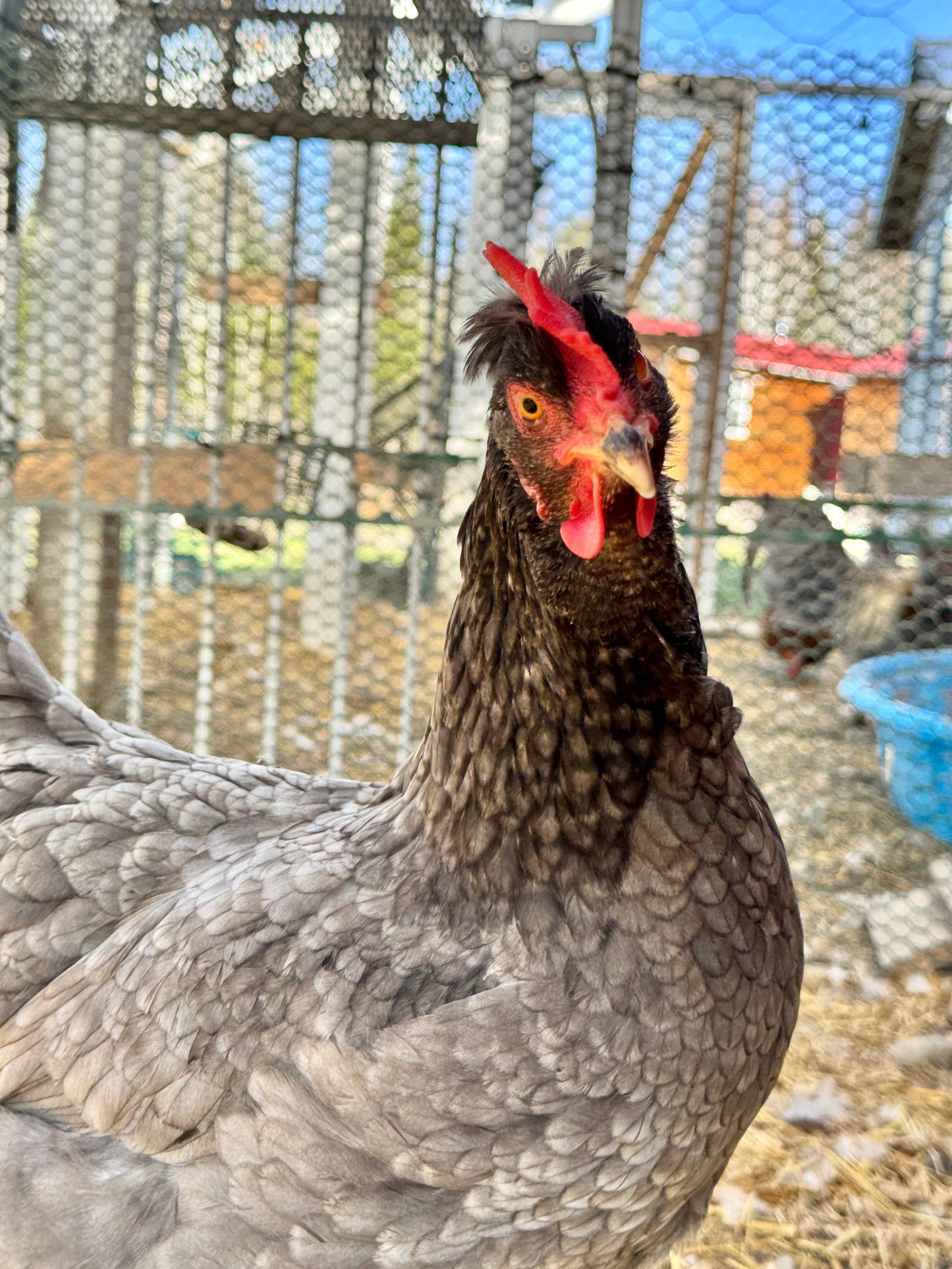 Elector PSP ~ Lice & Mite Treatment for Chickens