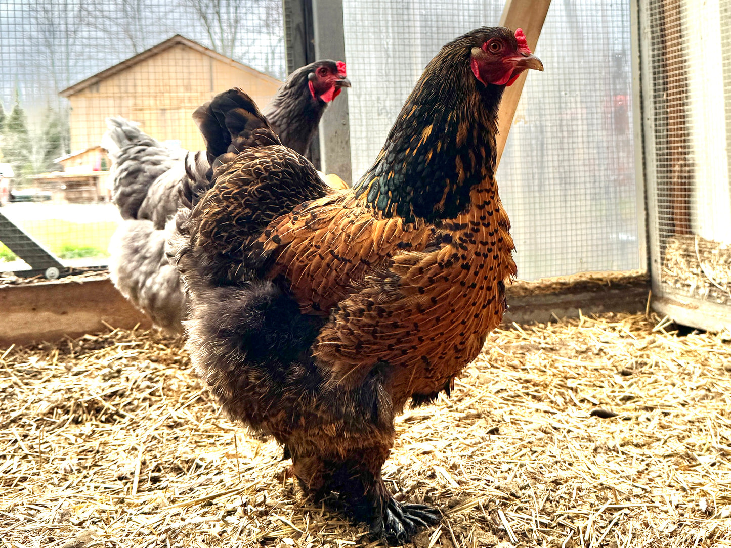 Elector PSP ~ Lice & Mite Treatment for Chickens