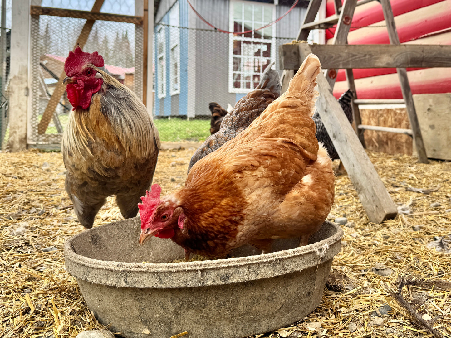 Elector PSP ~ Lice & Mite Treatment for Chickens