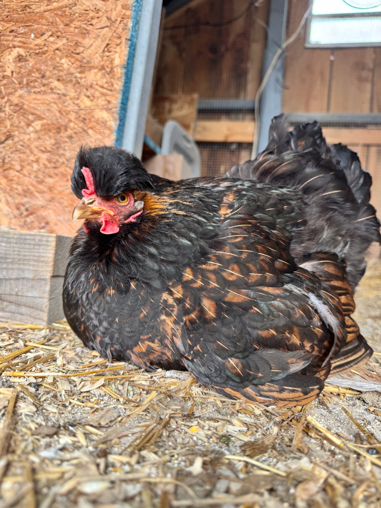 Elector PSP ~ Lice & Mite Treatment for Chickens