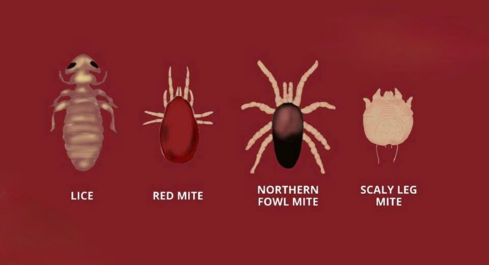 Elector PSP ~ Lice & Mite Treatment for Chickens